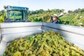 Man winemaker in hat loading harvest of grapes to agrimotor