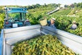 Man winemaker in hat loading harvest of grapes to agrimotor