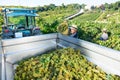 Man winemaker in hat loading harvest of grapes to agrimotor