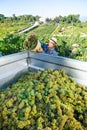 Man winemaker in hat loading harvest of grapes to agrimotor