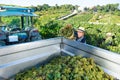 Man winemaker in hat loading harvest of grapes to agrimotor