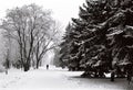 Man in a winter park Royalty Free Stock Photo