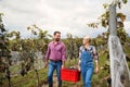 Man and woman collecting grapes in vineyard in autumn, harvest concept. Royalty Free Stock Photo