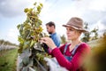 Man and woman collecting grapes in vineyard in autumn, harvest concept. Royalty Free Stock Photo