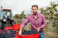 Man and woman collecting grapes in vineyard in autumn, harvest concept. Royalty Free Stock Photo