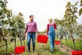 Man and woman collecting grapes in vineyard in autumn, harvest concept. Royalty Free Stock Photo