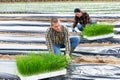 Man and woman farmers planting green onions in garden