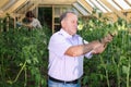 Man and woman gardeners checking tomatoes in greenhouse