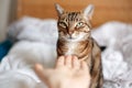 Man woman giving open empty hand palm to tabby cat. Relationship of owner and a domestic feline animal pet. Adorable furry kitten