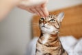 Man woman giving open empty hand palm to tabby cat. Relationship of owner and domestic feline animal pet. Adorable furry kitten