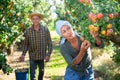 Man and woman harvesting pears Royalty Free Stock Photo