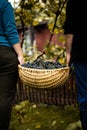 Man and woman holding a basket full of freshly picked purple grapes Royalty Free Stock Photo