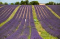 A man and a woman isolated in a levender field at Valensole, Provence, France Royalty Free Stock Photo