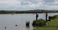 A man and woman letting their dogs swim in a lake