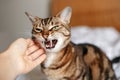Man woman petting stroking hissing angry tabby cat. Relationship of owner and domestic feline animal pet. Mad savage furry kitten Royalty Free Stock Photo