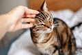 Man woman petting stroking tabby cat by hand. Relationship of owner and a domestic feline animal pet. Adorable furry kitten friend