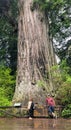 A man and woman standing beside the biggest tree in Newton B. Drury Scenic Parkway in Prairie Creek Redwoods State Park