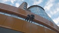 Man and woman steeplejacks are climbing down on business center in slowmotion