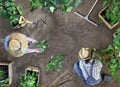 Man and woman together gardening work in the vegetable garden, place a plant in the ground, top view with copy space