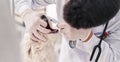 Man and woman veterinarian cleaning teeth of dog at veterinary clinic