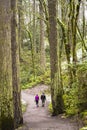 Man and a woman walk along a footpath in a wild forest with moss in the trees Royalty Free Stock Photo