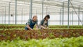 Man and woman working and caring for different lettuce crops in hydroponic enviroment Royalty Free Stock Photo