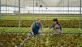 Man and woman working cultivating salad in hydroponic enviroment gathering bio green lettuce Royalty Free Stock Photo