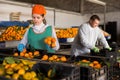 Man and woman working on tangerines sorting line