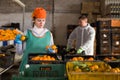 Man and woman working on tangerines sorting line