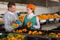 Man and woman working on tangerines sorting line