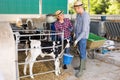 Man and woman feeding calves together on cow farm Royalty Free Stock Photo