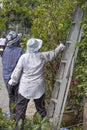 man and women gardener working in botany garden cutting tree and climber on aluminum ladder. two labor cut off green leaves Royalty Free Stock Photo