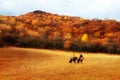 Man and women riding horses Royalty Free Stock Photo