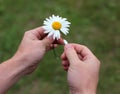 The man wonders on daisy Royalty Free Stock Photo