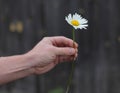 The man wonders on daisy Royalty Free Stock Photo