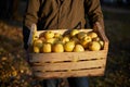 Man with wooden box of yellow ripe golden apples in the orchard farm. Grower harvesting in the garden is holding organic Royalty Free Stock Photo