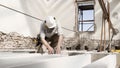 Man at work, construction worker wear a helmet, check the measurements and distances of the beams at the base of the foundations Royalty Free Stock Photo