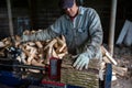 A man with work gloves and safety ear protectors uses hydraulic log splitter Royalty Free Stock Photo