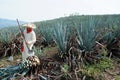 A man work in tequila industry