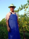 Man work in vineyard Royalty Free Stock Photo