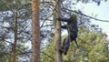 Man worker climbing a tree with safety harness and rope