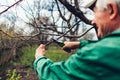 Man pruning tree with clippers. Male farmer cuts branches in spring garden with pruning shears or secateurs Royalty Free Stock Photo