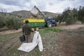 Man working during olive harvest in JaÃÂ©n province, South Spain.