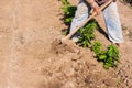 Man working agriculture, using hoe to bring earth