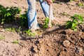 Man working agriculture, using hoe to bring earth