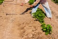 Man working agriculture, using hoe to bring earth