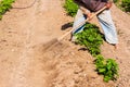 Man working agriculture, using hoe to bring earth