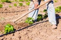 Man working agriculture, using hoe to bring earth