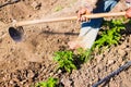 Man working agriculture, using hoe to bring earth