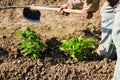 Man working agriculture, using hoe to bring earth